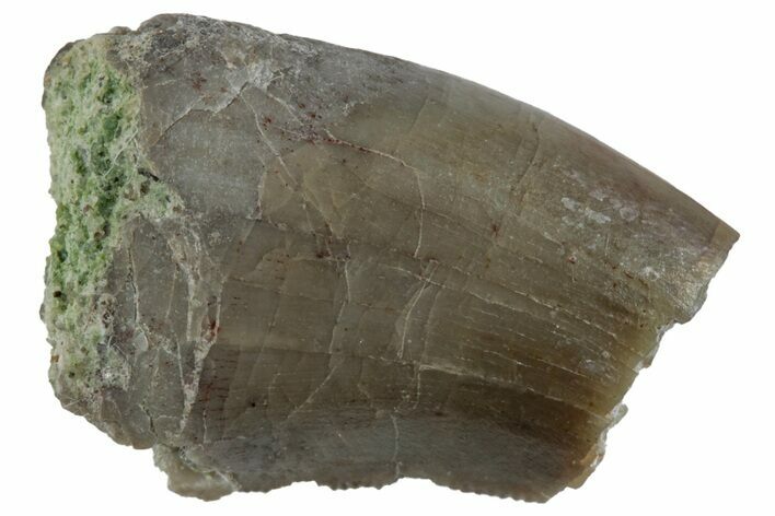 Partial, Megalosaurid (Marshosaurus) Tooth - Colorado #261673